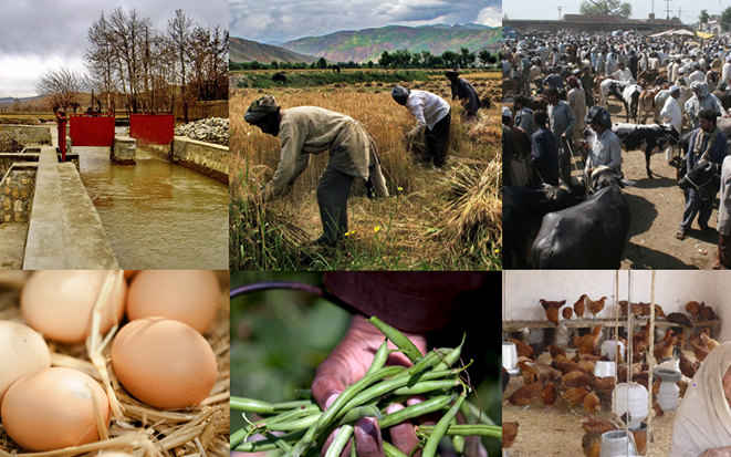 AGRICULTURE & LIVELIHOOD